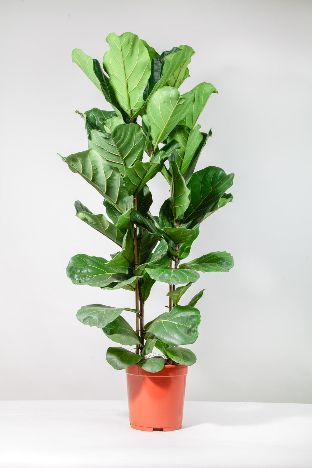 files/IndoorPlants-StudioShots13.11.2023-859.jpg